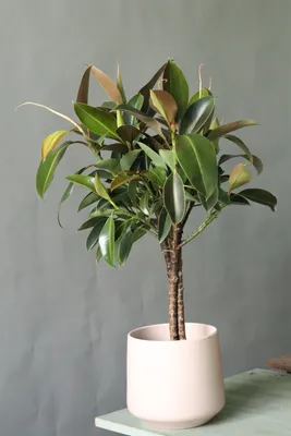 Купить Искусственное растение фикус пестролистный, декоративное дерево,  цветок для декора интерьера большой в кашпо 90 см по выгодной цене в  интернет-магазине OZON.ru (721759241)