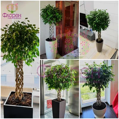 Купить искусственные растения Фикус Бенджамина Нитида, высота - 180 см в  магазине ARTPLANTS с доставкой по Москве