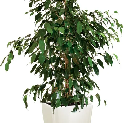 Фикус бенджамина переплетенный гигант высотой 130см в горшке (Ficus  benjamina exotica twist) купить с доставкой в СПб