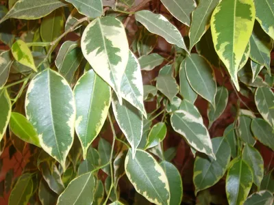 ФИКУС ЛИРАТА БАМБИНО Фикус лировидный бамбино относится к миниатюрным видам  растения🪴Обладая глянцевыми широкими листьями формы лиры с… | Instagram