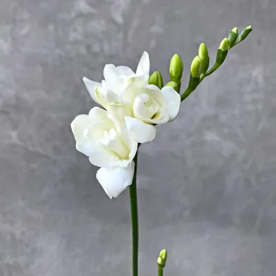 Фрезия цветок искусственный (9-9) - купить по оптовым ценам