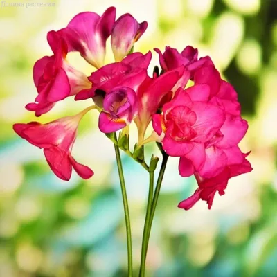 Что такое цветок Фрезия? Как пахнет? Где растёт?