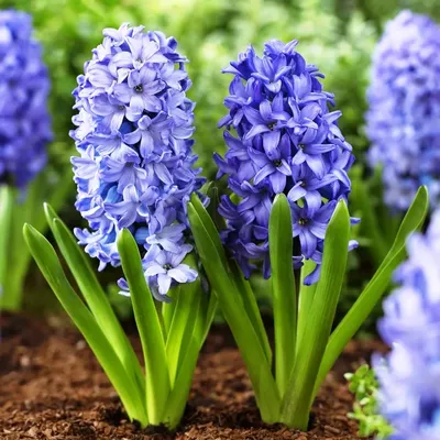 Гиацинт Мультифлора Блю (Hyacinthus Multiflora Blue) - Луковицы гиацинтов -  купить недорого гиацинты в Москве в интернет-магазине Сад вашей мечты