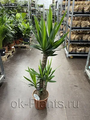 Семена Юкка нитчатая (Yucca filamentosa) - Цена: €1.55