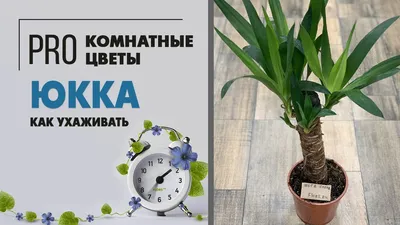 Отзыв о Домашняя пальма Юкка | Неприхотливая любимица!