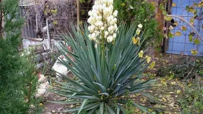 Драцена Dracaena marginata - «Ей всё нипочём. Похожа на юкку по уходу» |  отзывы