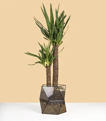 Yucca Elephantipes Silver Star Поставщики - Yucca Elephantipes Silver Star  Оптовая продажа - PLANT FUN