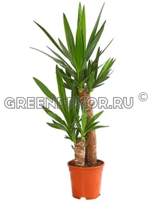 YUCCA ELEPHANTIPES растение в горшке Юкка слоновая/2 стебля 24 см | IKEA  Eesti