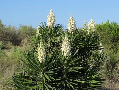 Купить саженцы Юкка Нитчатая (Yucca Filamentosa) в питомнике. Для сорта Юкка  Нитчатая (Yucca Filamentosa) есть описание, фото, цены и отзывы садоводов.