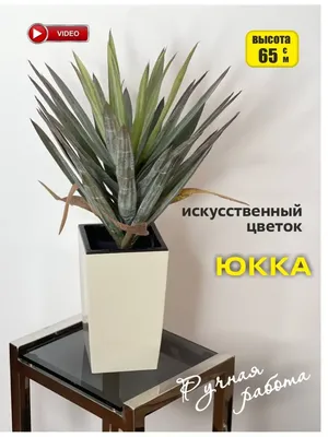 Каталог Юкка 1 (сингл) Р390 от магазина daflor