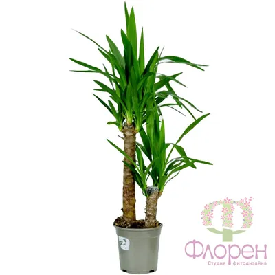 Yucca Elephantipes Silver Star Поставщики - Yucca Elephantipes Silver Star  Оптовая продажа - PLANT FUN