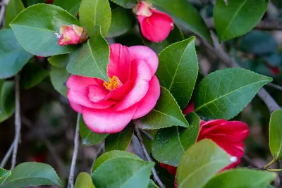 Камелия Японская (Camellia japonica) 50 см - купить в Минске с доставкой,  цена и фото в интернет-магазине Cvetok.by