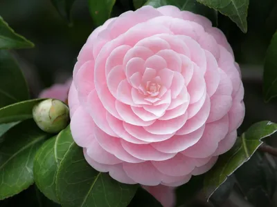 Цветок камелия японская фото