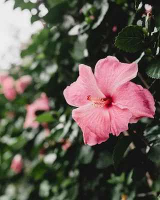 Гибискус - купить. Китайская роза (Hibiscus). Купить в Киеве китайскую роз