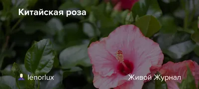 яркий большой цветок китайского хибискуса розового цвета на фоне зеленого  сада. китайская роза или хибискус гавайян Стоковое Фото - изображение  насчитывающей яркое, макрос: 253417832