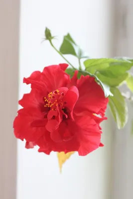 Гибискус (Китайская роза 🌹) — купить в Красноярске. Горшечные растения и  комнатные цветы на интернет-аукционе Au.ru