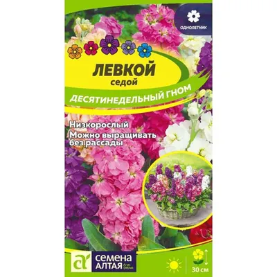 Левкой Королевская смесь 0.2 г SeedEra (однолет.): продажа, цена в  Запорожье. Семена и клубни трав и цветов от \"Интернет-магазин \"Росток\"\" -  1674756611