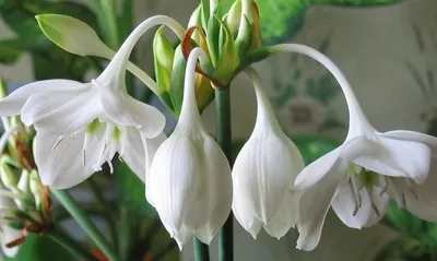 Эухарис - «Амазонская лилия - эухарис: цветет и пахнет. Легкий в уходе,  нетребовательный цветет 3-4 раза в год» | отзывы