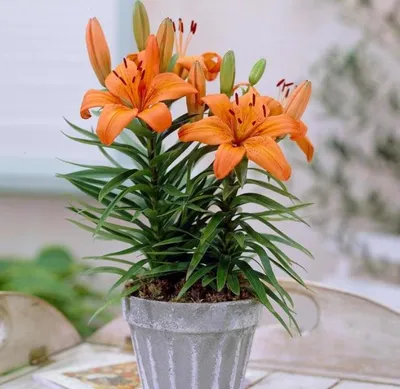 Комнатное растение лилия оранжевая луковицная (ID#1914319566), цена: 100 ₴,  купить на Prom.ua