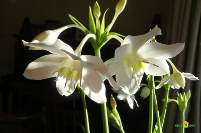 Лилия комнатная, комнатные цветы.: цена 35 грн - купить Комнатные растения  на ИЗИ | Киев