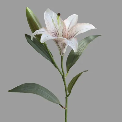 Лилия цветок домашний - красивые фото