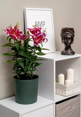 Эухарис — белоснежная комнатная лилия | Денежное растение, Комнатные цветы,  Идеи посадки растений
