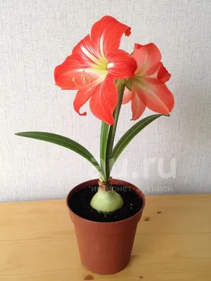 Комнатная азиатская лилия – уход за растениями от «Серисса»