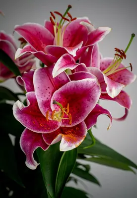 Купить 5 шт. искусственные цветы лилии, винтажные цветы лилии для дома,  комнатная цветочная композиция, свадебная вечеринка, декор для гостиной,  шелковые цветы | Joom