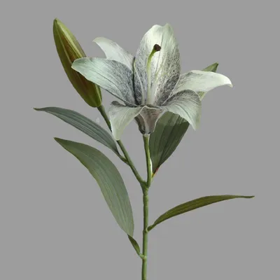 Гиппеаструм (комнатная лилия или амариллис), оранжево-красные цветы.: 70  грн. - Комнатные растения Запорожье на Olx