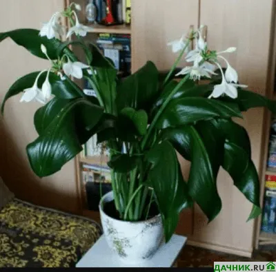 Купить Лилию комнатное растение в СПб в интернет – магазине