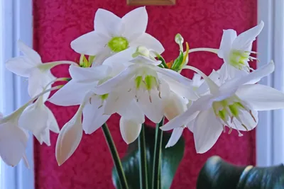 комнатная лилия белая — купить в Красноярске. Горшечные растения и комнатные  цветы на интернет-аукционе Au.ru