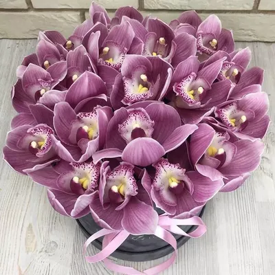 Орхидея фаленопсис - Orchidaceae phalaenopsis. Уход за фаленопсисом.