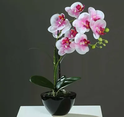 Купить Сиреневую орхидею в горшке с доставкой в Омске - магазин цветов Трава