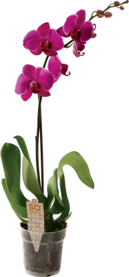 Купить орхидея в горшке в Пскове в интернет-магазине «Империя Цветов»