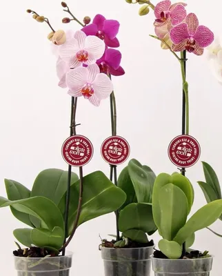 Белая орхидея в горшке из фоамирана, ручная работа | Орхидея, Горшки,  Природа