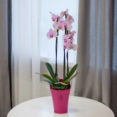 Орхидея в горшке – купить орхидеи в горшках в Москве