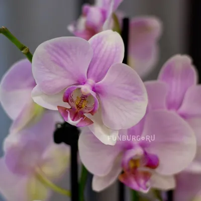 Цветы в горшках : Орхидея