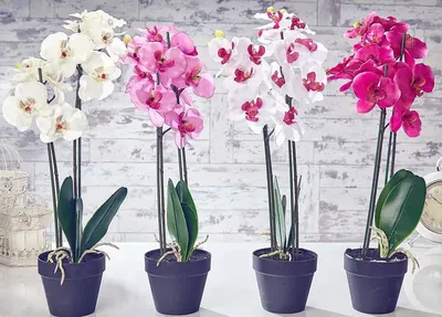 Орхидея белая в горшке 29BJ-170-13 — купить в Москве в интернет-магазине  ROSESTAR, цена 7 200 ₽