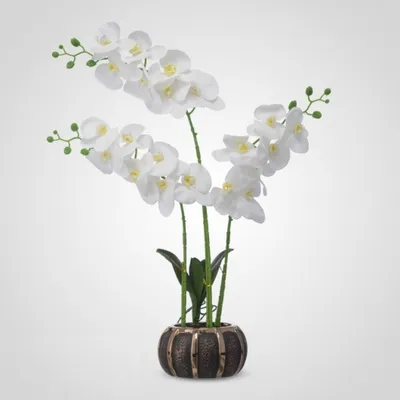 Орхидея в горшке \"Орхидея Фаленопсис светло-лиловая 2ст\" – купить недорого  с доставкой по Москве