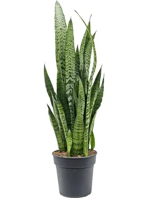 Сансевиерия цилиндрическая — самое простое в уходе комнатное растение.  Выращивание в домашних условиях. Фото — Ботаничка