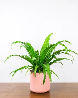Сансевиерия - тропическое комнатное растение. Популярные виды :: myPlants