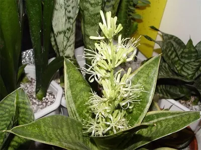 Комнатный цветок сансевьера