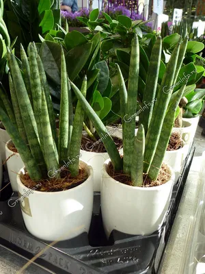 10 тенелюбивых комнатных растений, которые оживят интерьер - Лайфхакер