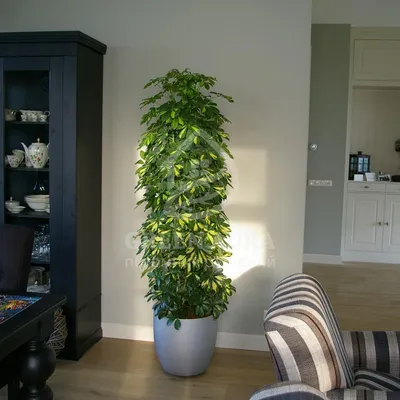 Шефлера вариегатная Герда (Schefflera) - купить в Минске с доставкой, цена  и фото в интернет-магазине Cvetok.by