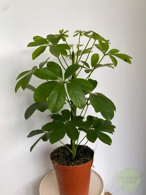 Купить шефлеру в Киеве. Шеффлера (Schéfflera) с доставкой