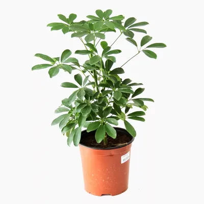 Коллекции растений ЦСБС СО РАН - Schefflera arboricola (Hayata) Merrill –  Шеффлера древовидная (по новым данным Heptapleurum arboricola Hayata)