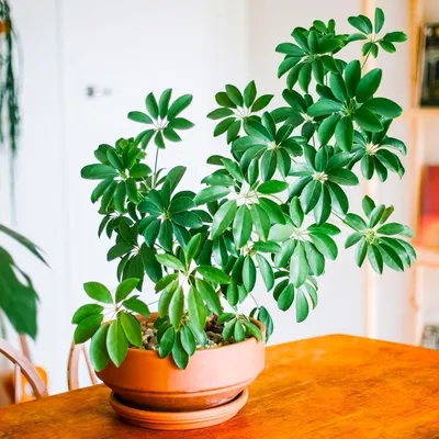 Шеффлера деревянная - Schefflera arboricola