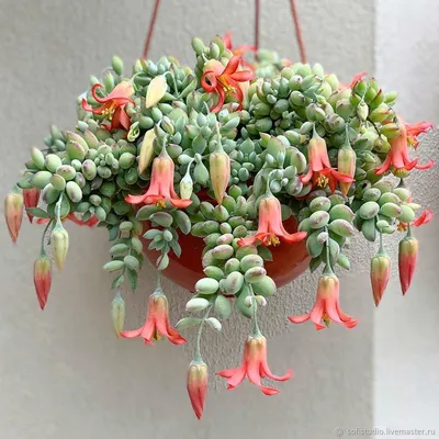 Ехеверия Echeveria Brown rose Суккулент Комнатное растение (ID#1299264046),  цена: 90 ₴, купить на Prom.ua