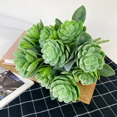 SUCCULENT комнтн раст в горшке различные растения/Суккулент 3 см | IKEA  Eesti