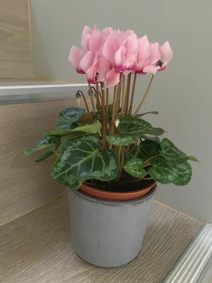 Цикламен Розовый - купить, цена, отзывы в интернет-магазине комнатных  растений.